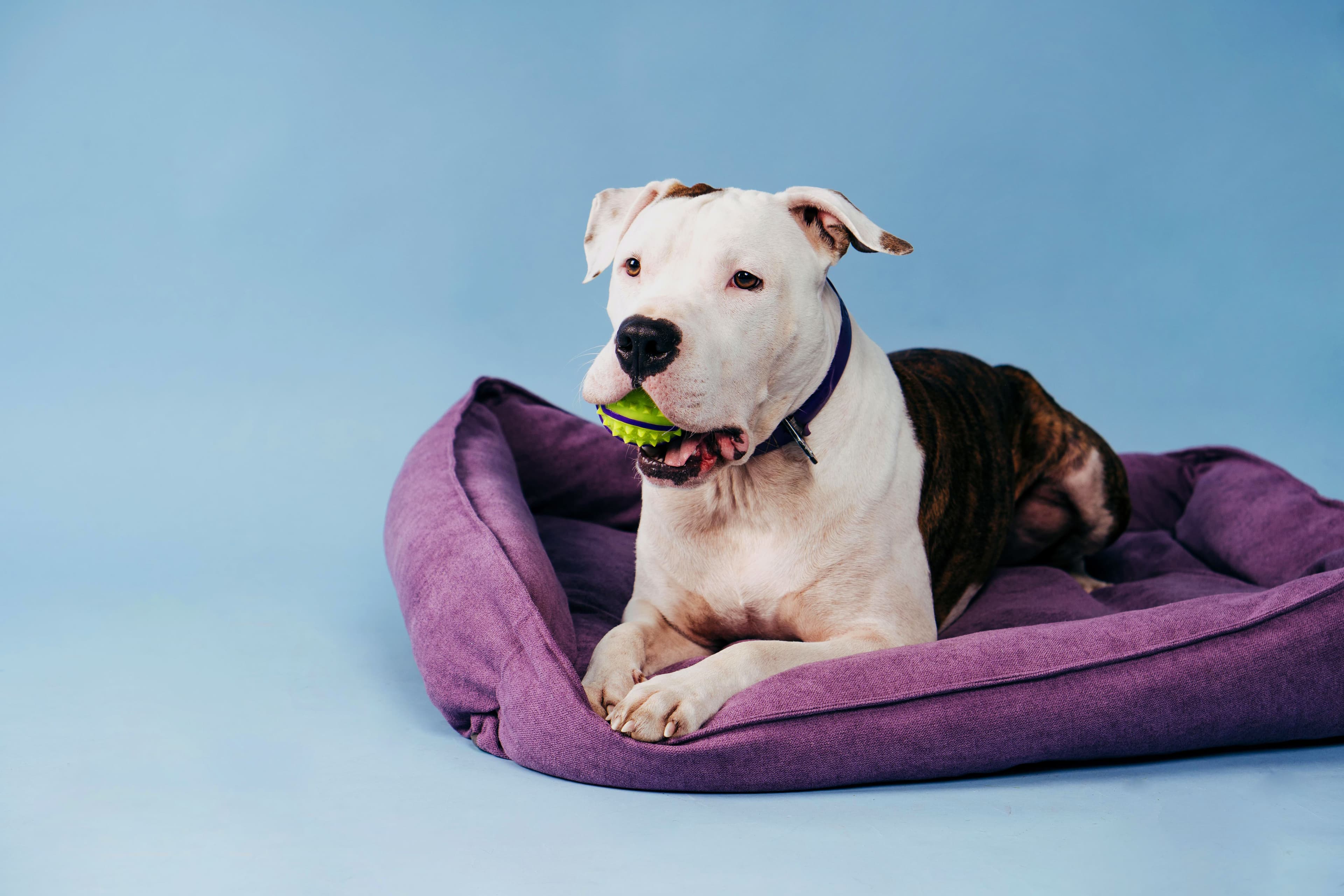 Cuidados com cães de grande porte: como garantir uma convivência segura e sem riscos