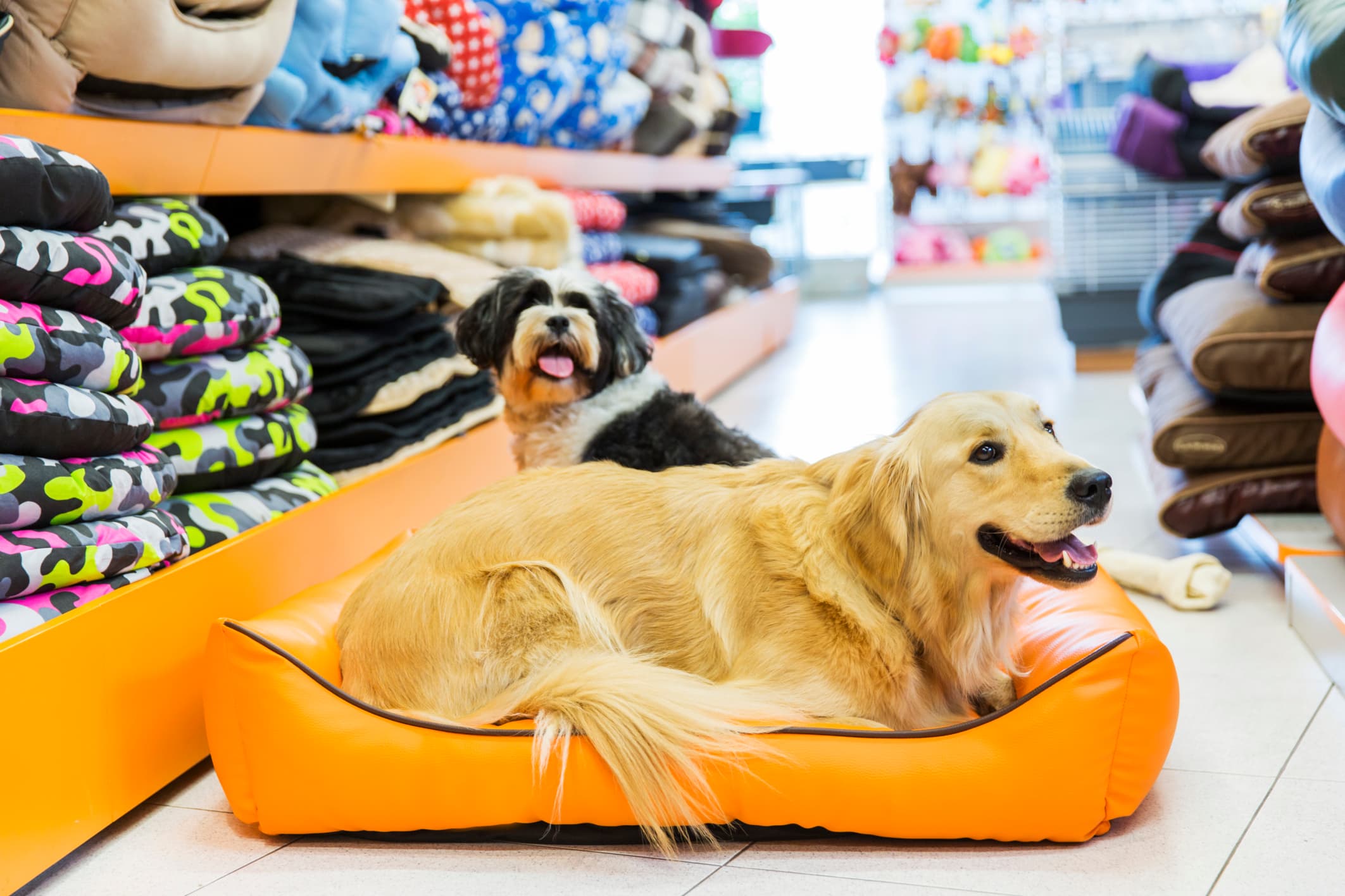 Como cuidar do seu pet mesmo com a rotina corrida: guia prático para tutores ocupados