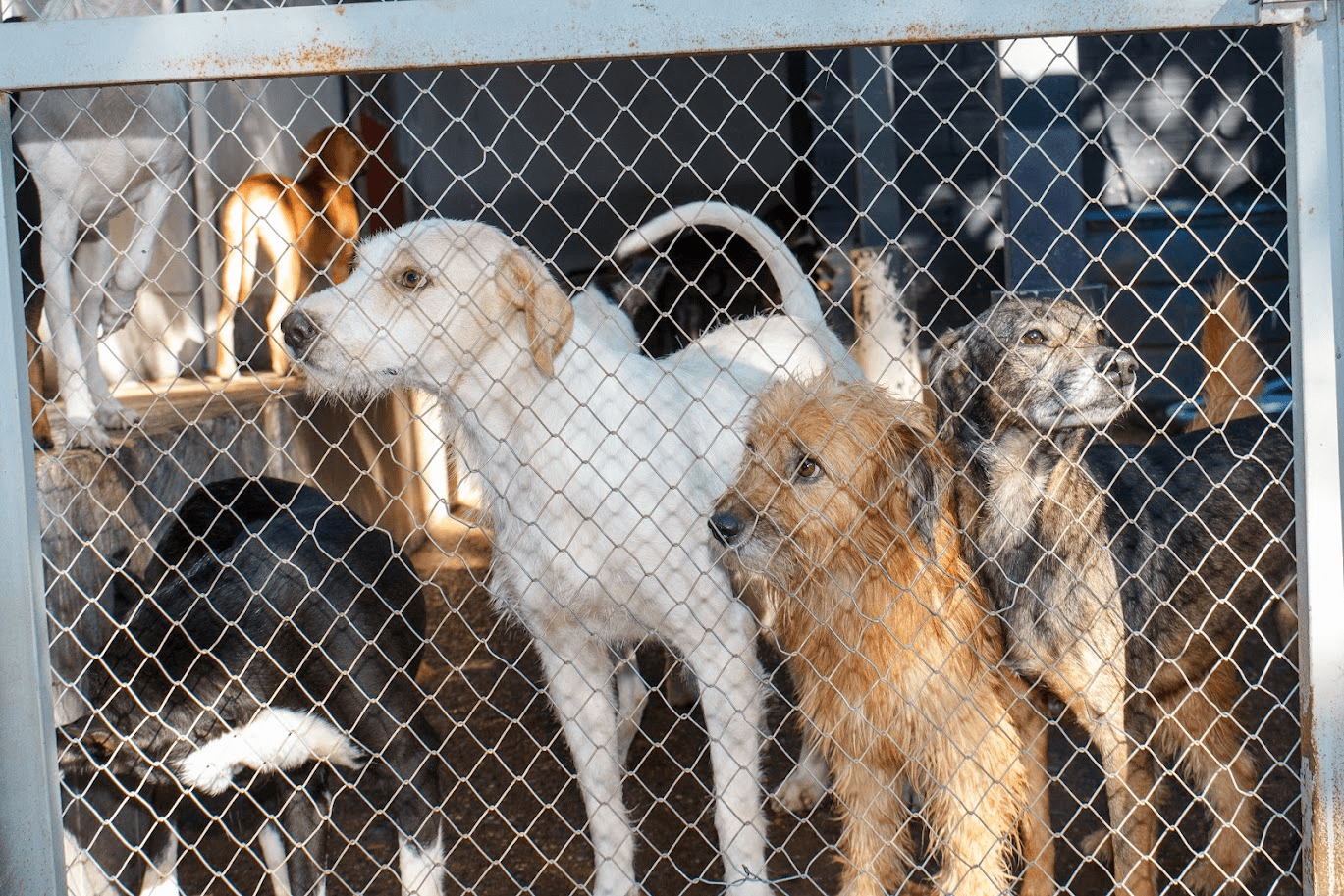 Parceria Garras e Bigodes e Abrigo Amigo Inocente fortalece adoção responsável